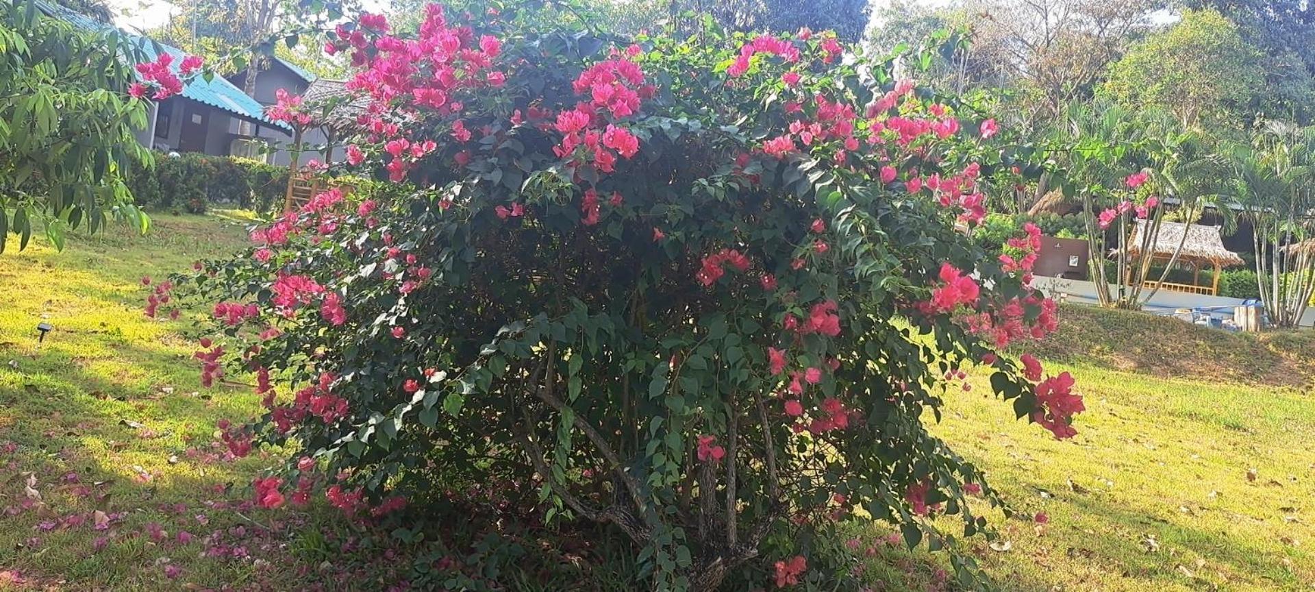 Siam Flora Resort קו לנטה מראה חיצוני תמונה