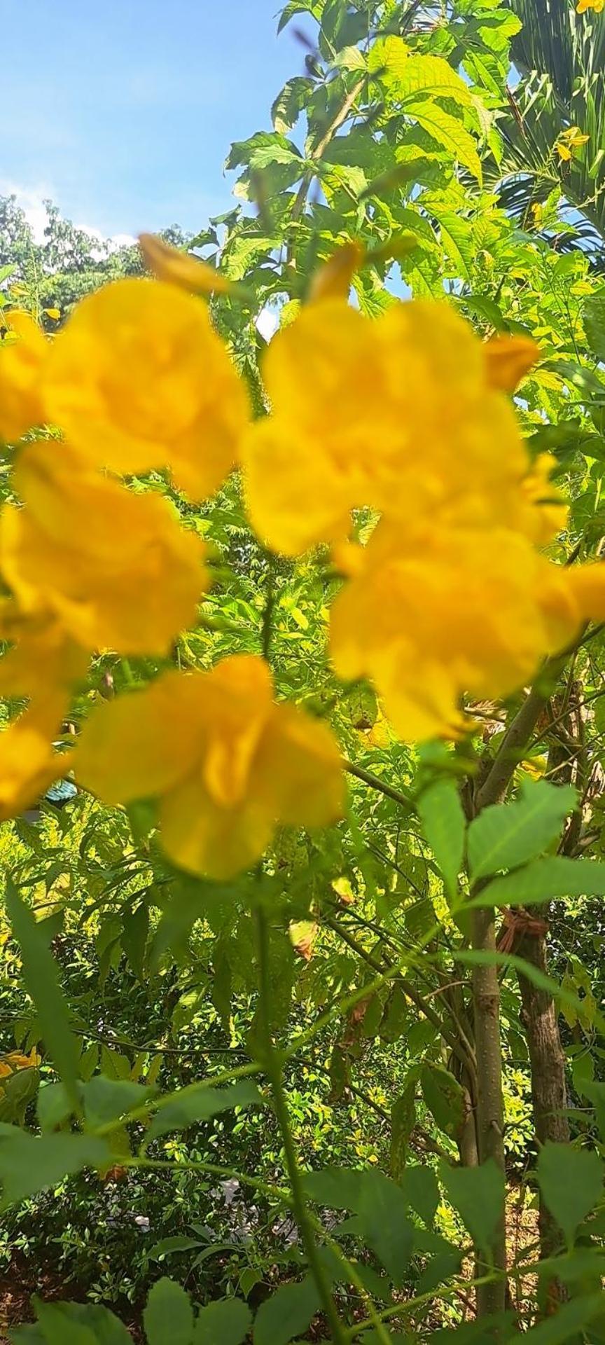 Siam Flora Resort קו לנטה מראה חיצוני תמונה