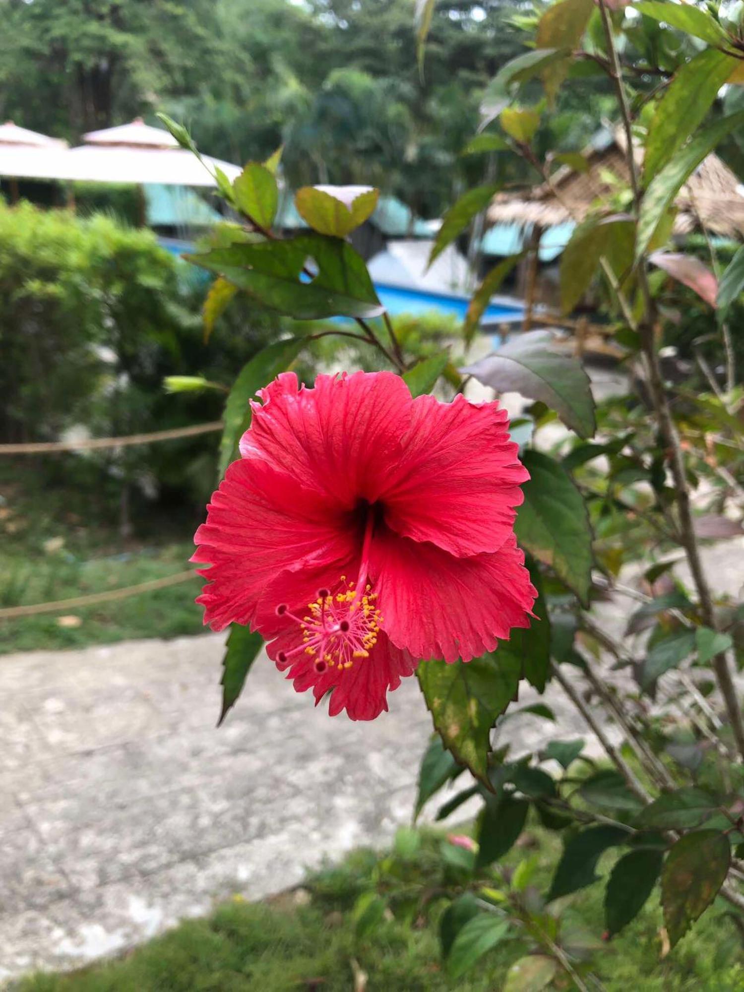 Siam Flora Resort קו לנטה מראה חיצוני תמונה